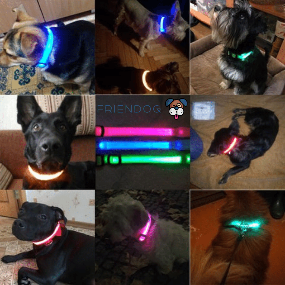 ™NightLedder - קולר תאורת לד איכותי ועמיד לכלב